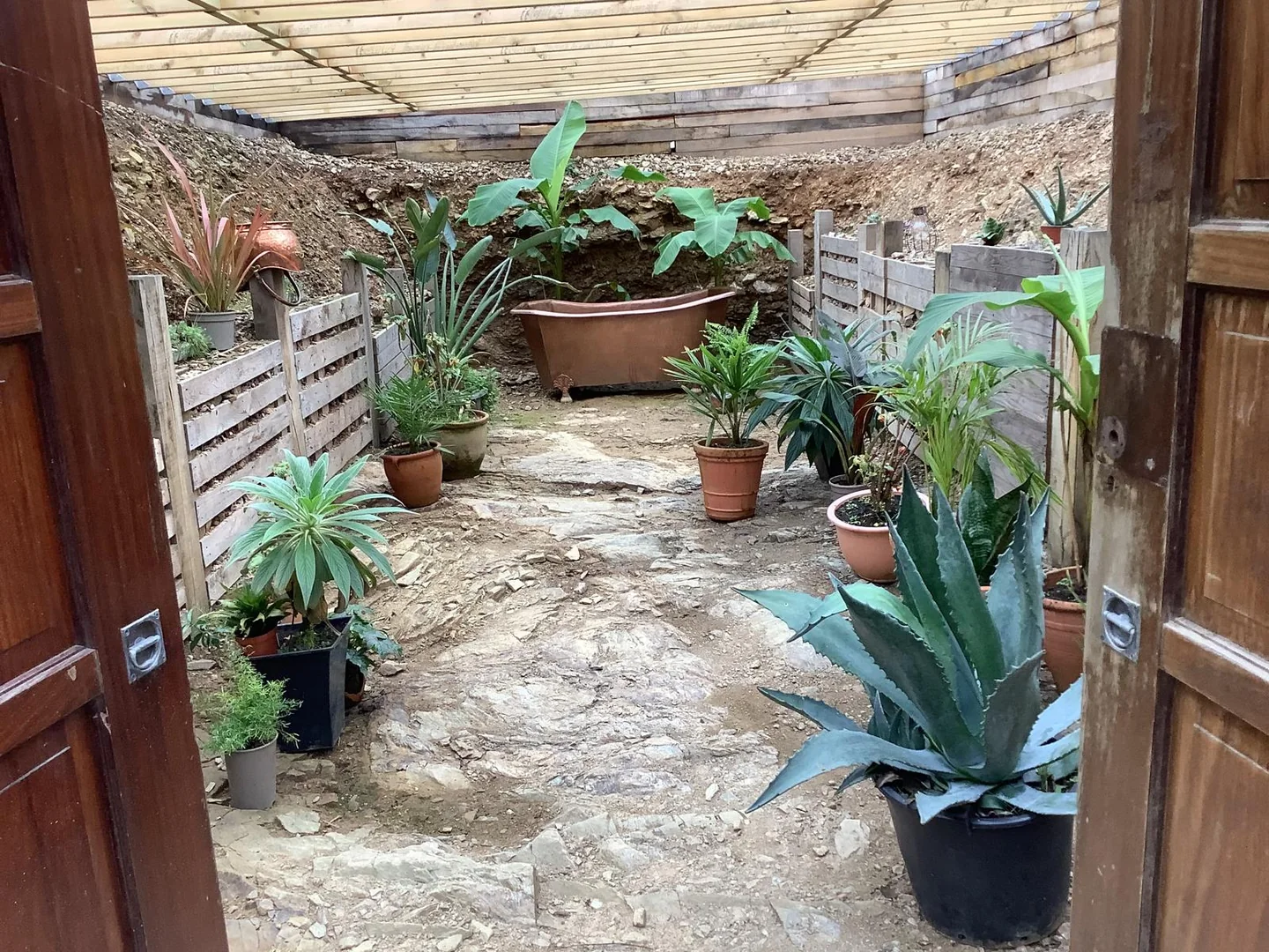 A sheltered courtyard taking shape with architectural plants