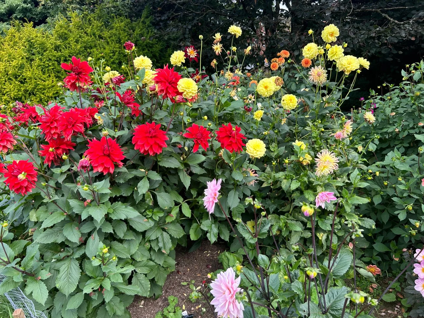 A dense display of vivid dahlias in bloom